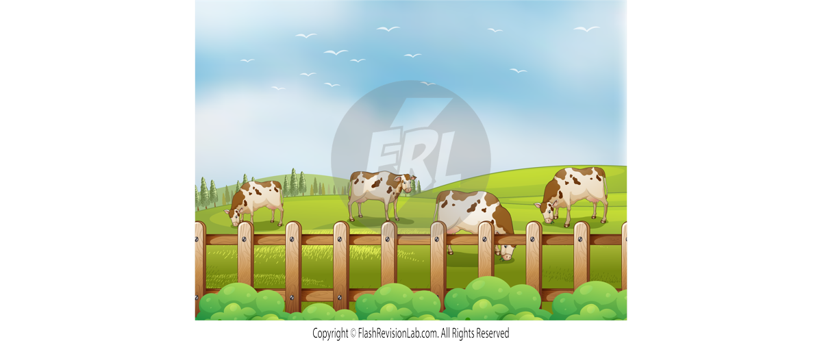 Cattle Farming